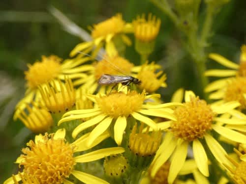 Small Long-horn (Nemophora minimella) photographed in Kent by Tony King