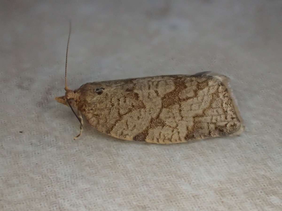 Summer Fruit Tortrix (Adoxophyes orana) photographed at Stodmarsh NNR by Dave Shenton 