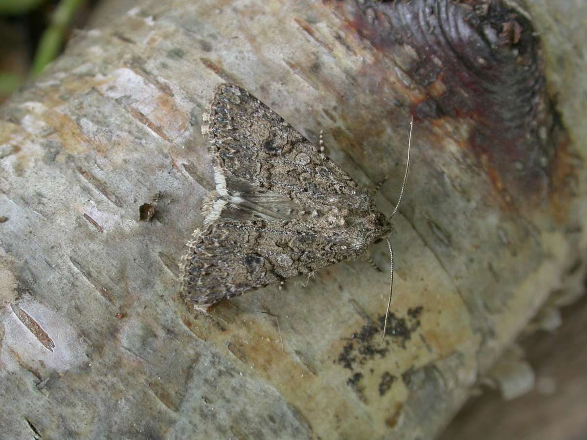 The Nutmeg (Anarta trifolii) photographed in Kent by Peter Maton