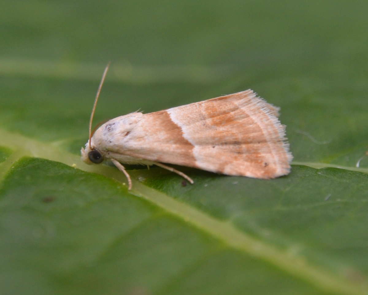 Small Marbled (Eublemma parva) photographed at Saltwood  by Paul Howe