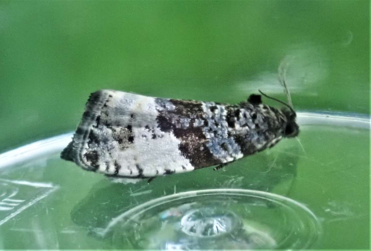 Plum Tortrix (Hedya pruniana) photographed in Kent by John Dale