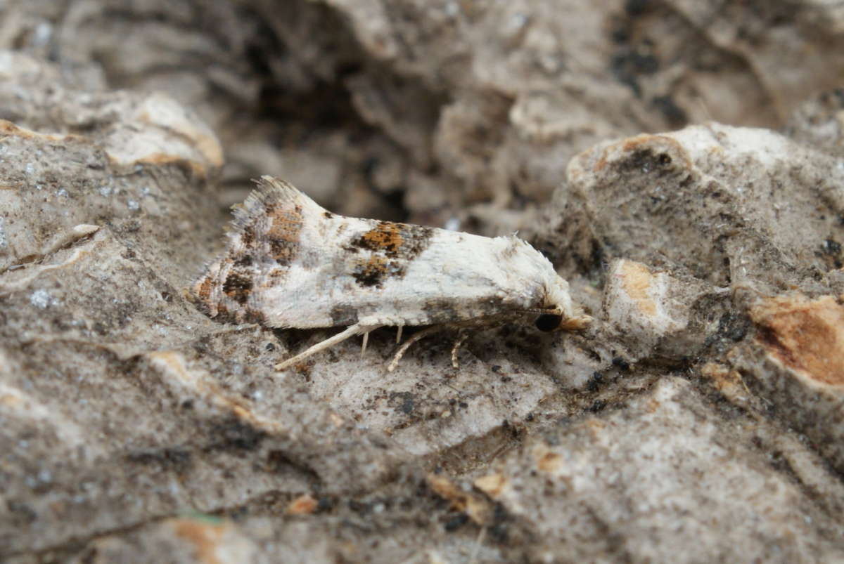 White-bodied Conch (Cochylis hybridella) photographed at Aylesham  by Dave Shenton 