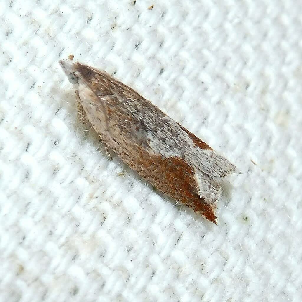 Small Festooned Roller (Ancylis diminutana) photographed in Kent by Barry Walter