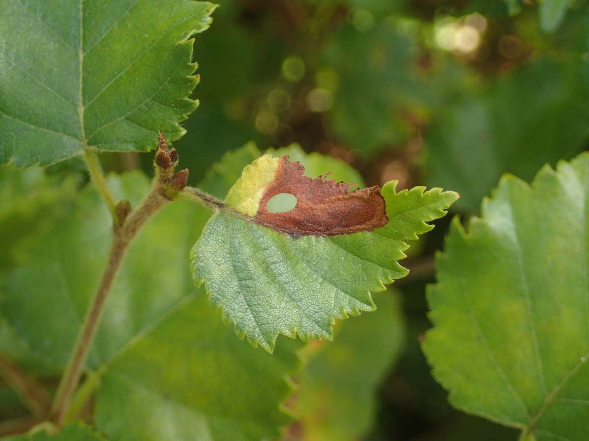 Striped Leaf-cutter (Phylloporia bistrigella) photographed in Kent by Dave Shenton 