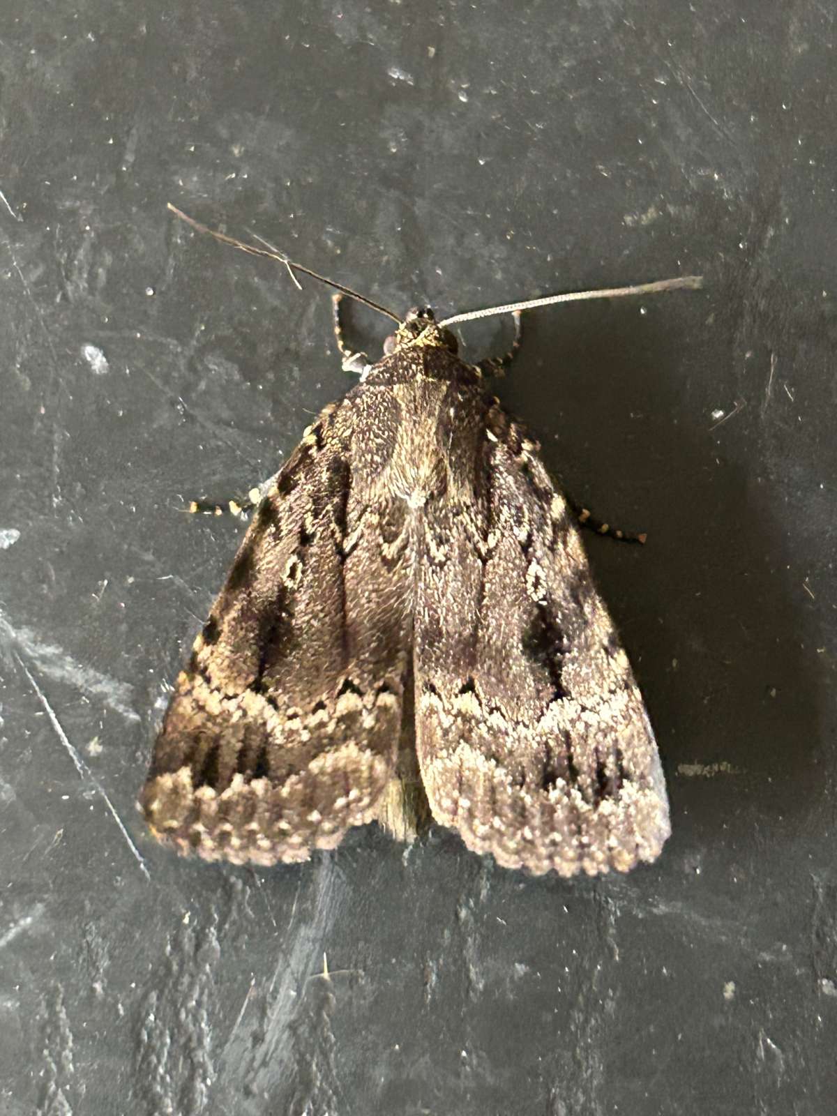 Copper Underwing (Amphipyra pyramidea) photographed at Jumping Downs LNR by Dave Shenton