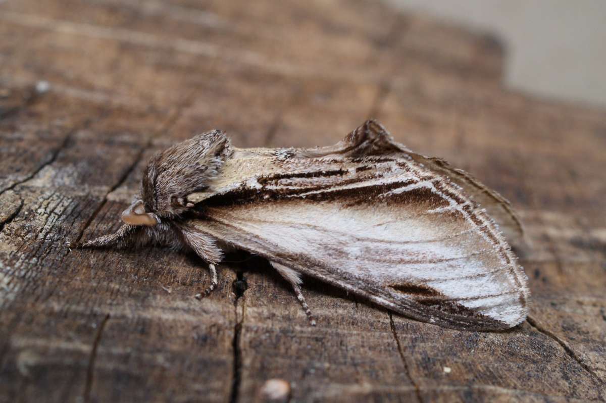 Swallow Prominent (Pheosia tremula) photographed in Kent by Dave Shenton 