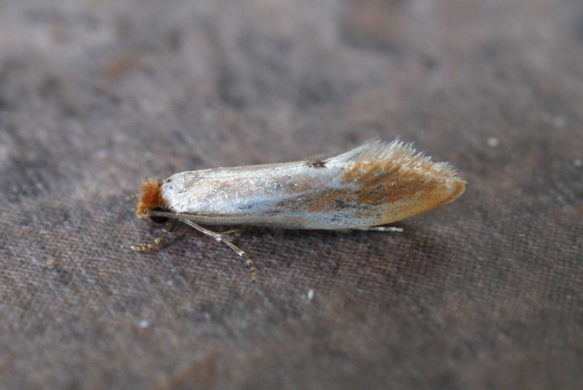 Fulvous Clothes Moth (Tinea semifulvella) photographed at Aylesham  by Dave Shenton 