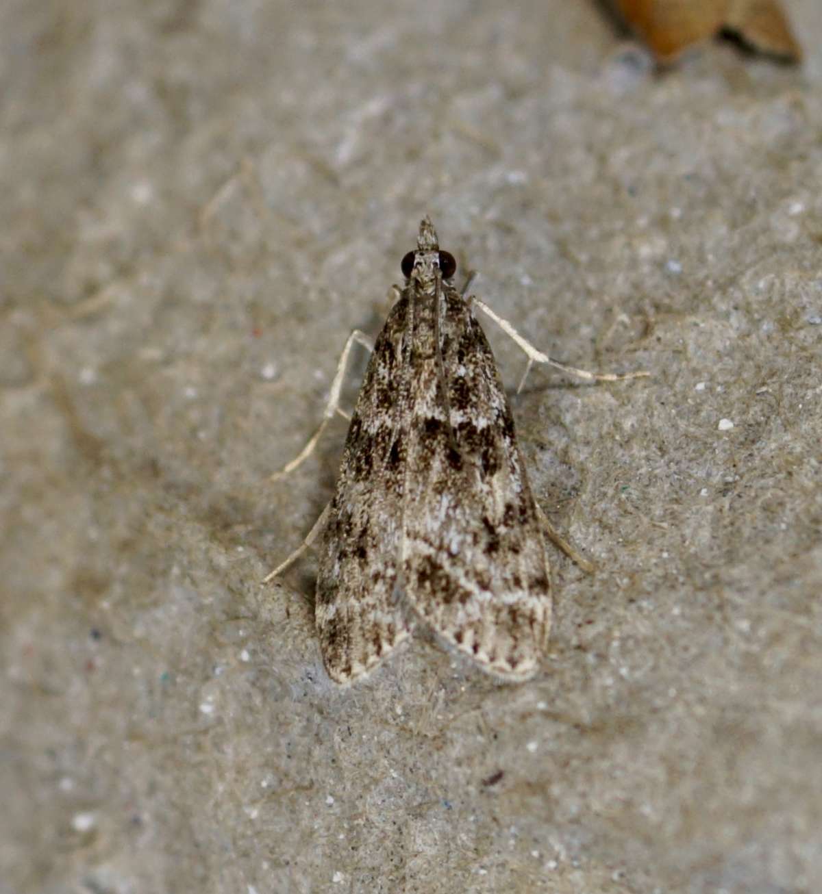 Small Grey (Eudonia mercurella) photographed at Aylesham  by Dave Shenton 