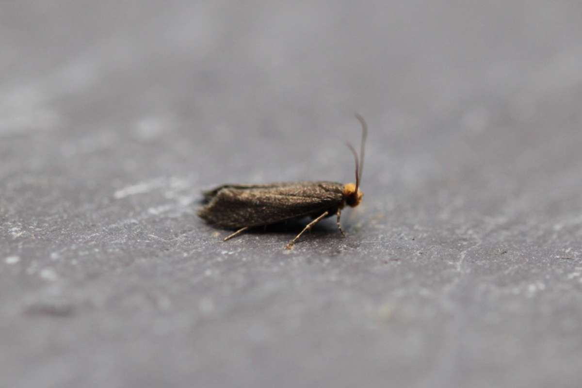 Simple Clothes Moth (Cephimallota crassiflavella) photographed at Ramsgate  by Tim Bagworth