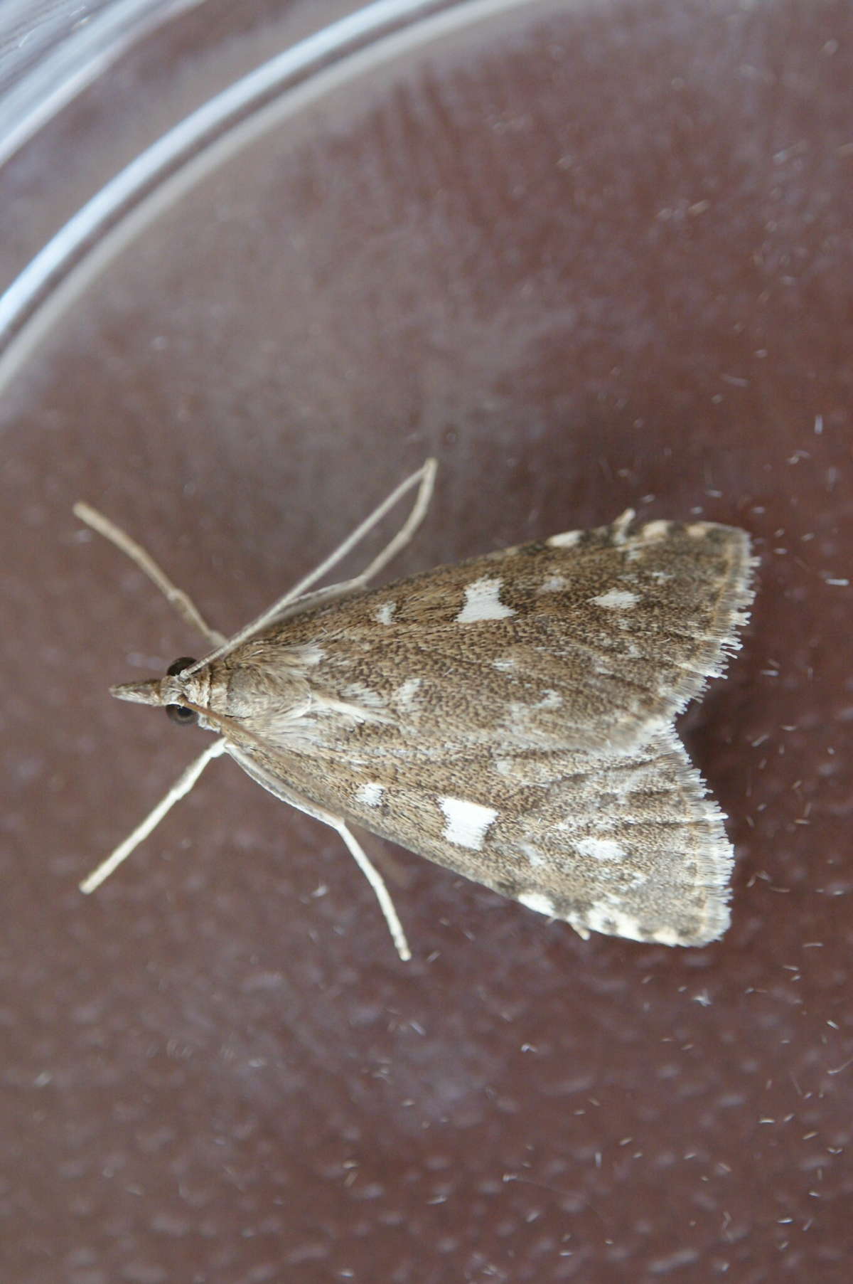 Olive Pearl (Udea olivalis) photographed at Aylesham  by Dave Shenton 