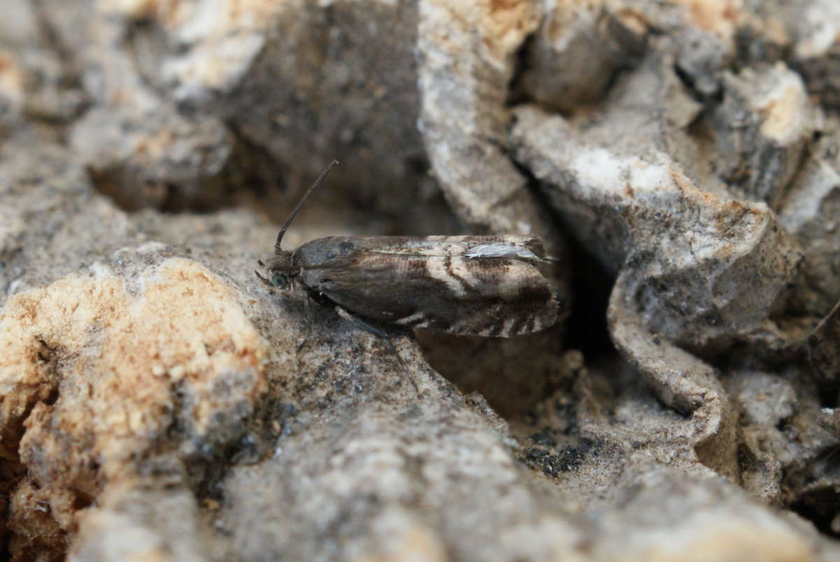 Dark Gorse Piercer (Grapholita internana) photographed in Kent by Dave Shenton 