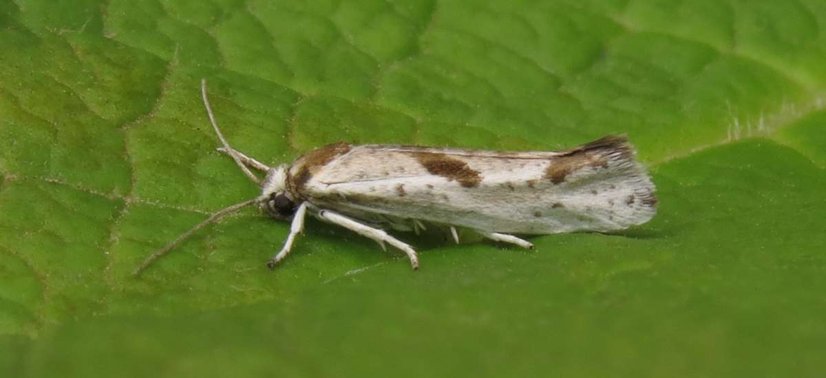 London Ermel (Prays peregrina) photographed in Kent by Nigel Jarman