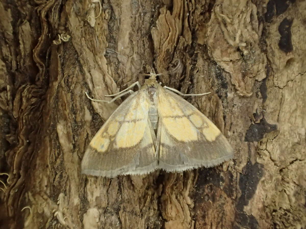 Dark Bordered Pearl (Evergestis limbata) photographed at Aylesham  by Dave Shenton 