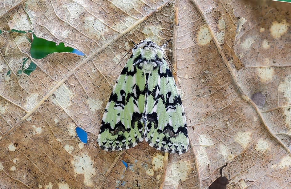 Scarce Merveille du Jour (Moma alpium) photographed at Orlestone  by Darren Taylor