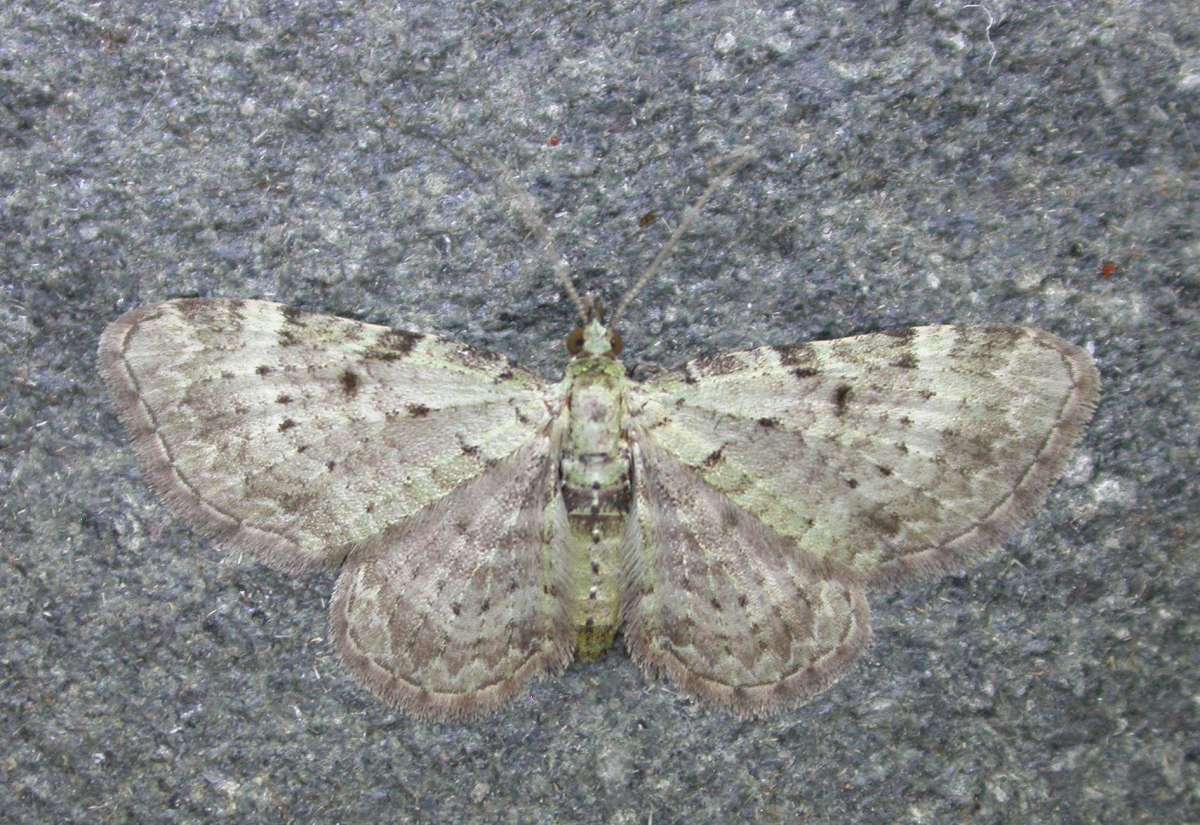 Bilberry Pug (Pasiphila debiliata) photographed at VC16 by Ross Newham