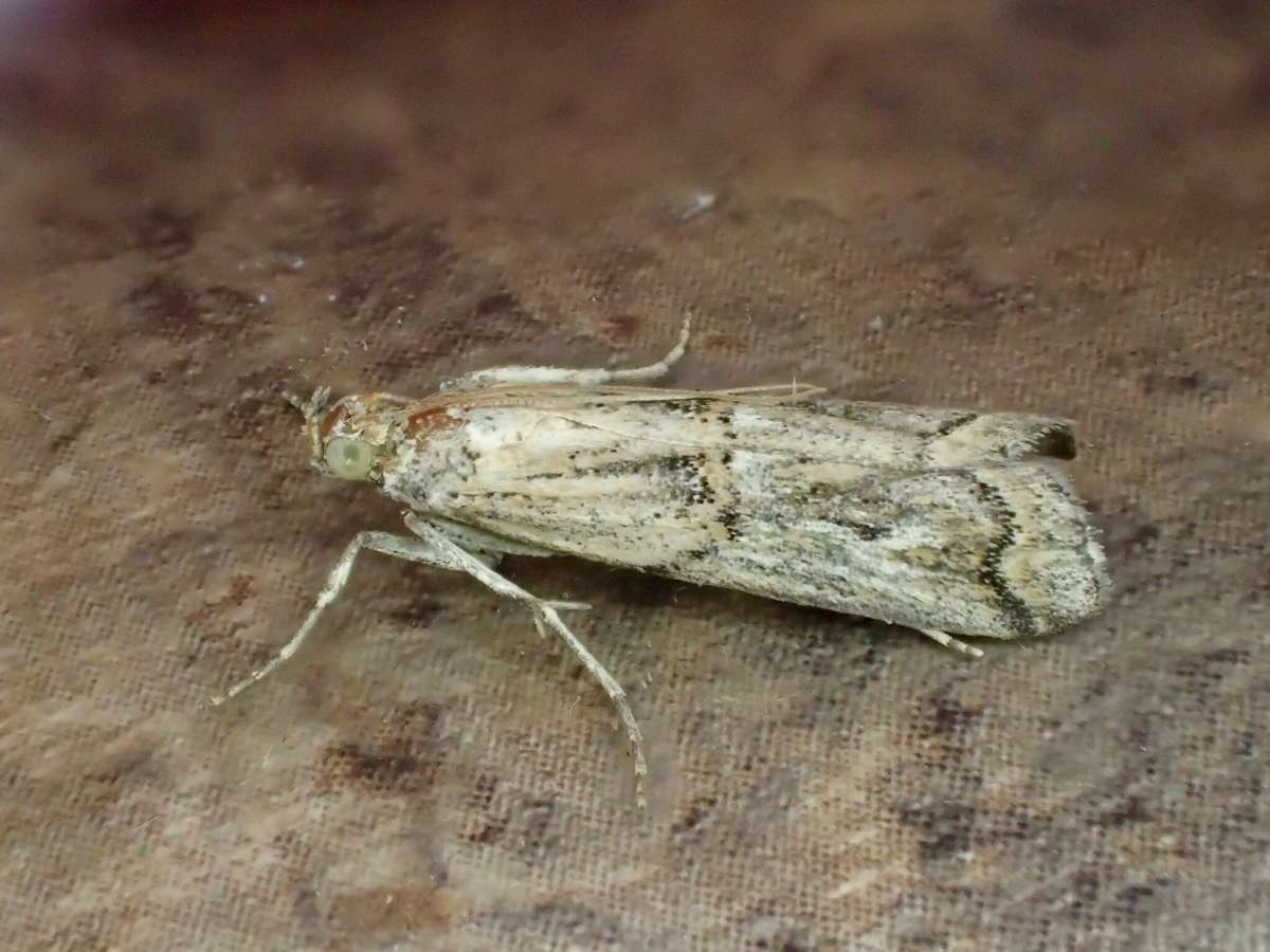 Gorse Knot-horn (Pempelia genistella) photographed at Aylesham  by Dave Shenton 