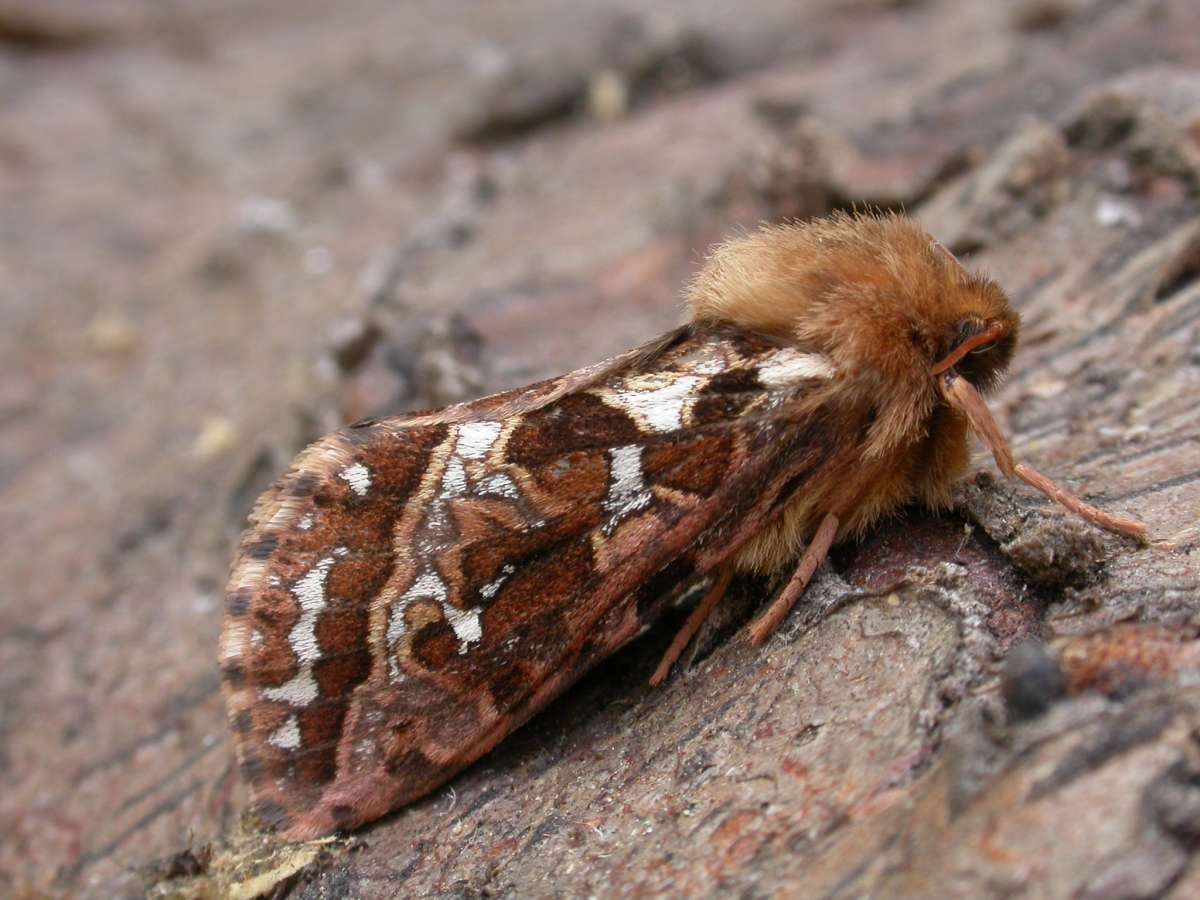 Map-winged Swift (Korscheltellus fusconebulosa) photographed in Kent by Peter Maton 