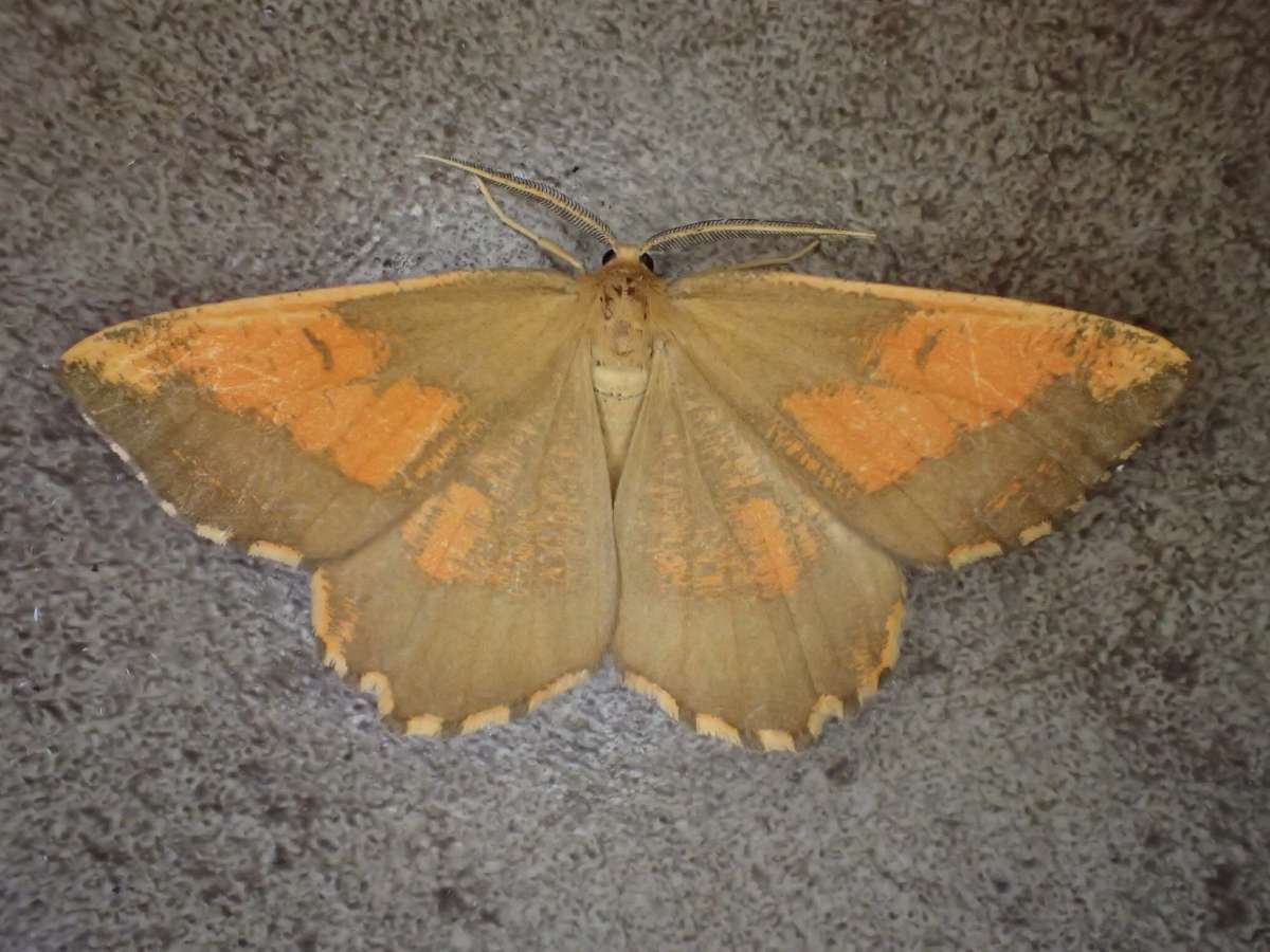 Orange Moth (Angerona prunaria) photographed in Kent by Dave Shenton 