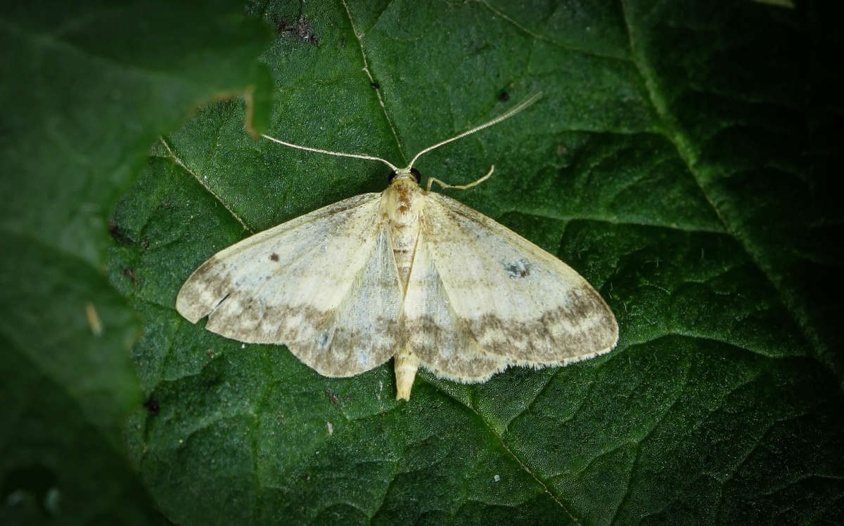 Small Fan-footed Wave (Idaea biselata) photographed in Kent by Carol Strafford 