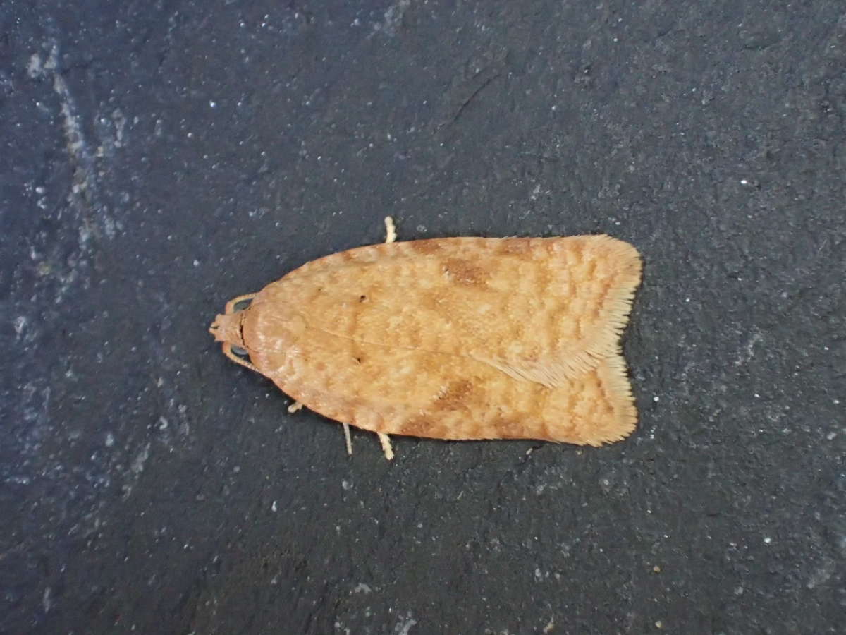 Rusty Birch Button (Acleris notana) photographed at Kings Wood by Dave Shenton 