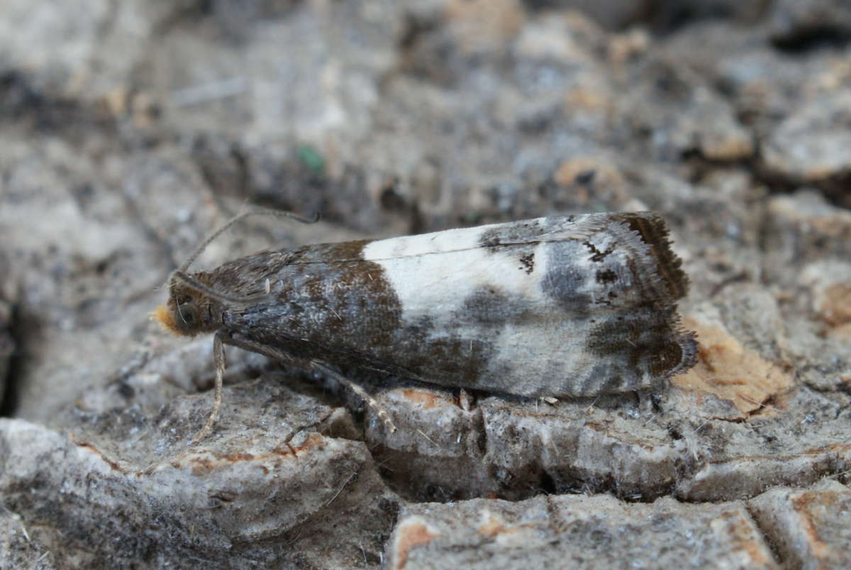 Yellow-faced Bell (Notocelia cynosbatella) photographed in Kent by Dave Shenton 