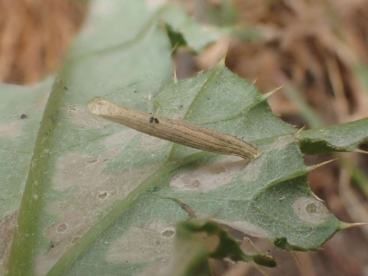 Pale Thistle Case-bearer (Coleophora peribenanderi) photographed in Kent by Dave Shenton 