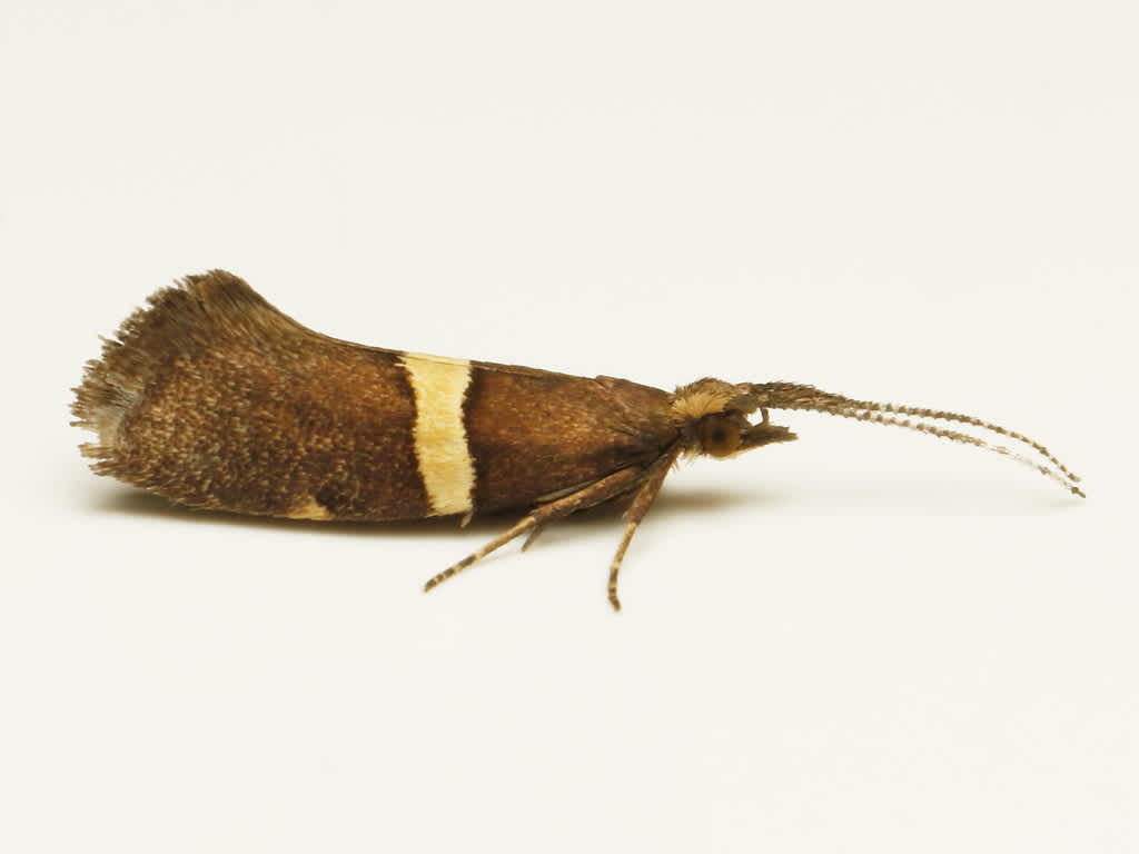 Bitter-cress Diamond-back (Eidophasia messingiella) photographed in Kent by David Beadle 