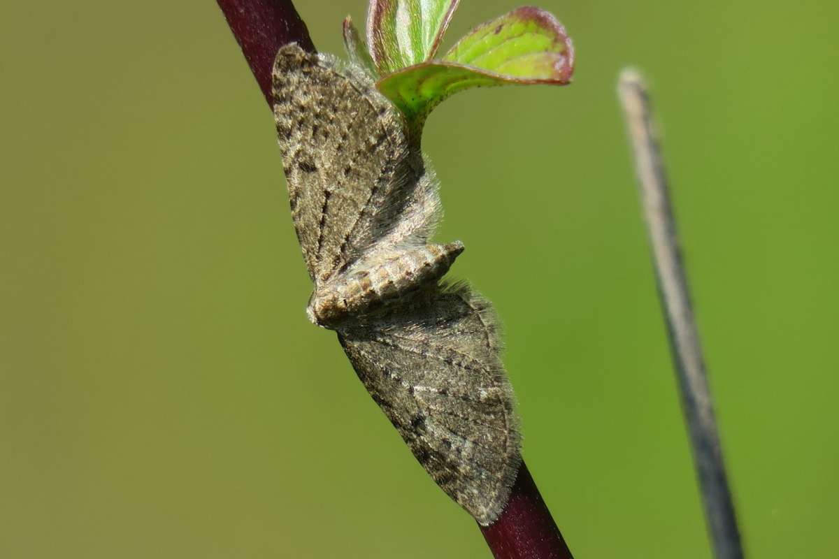 Golden-rod Pug (Eupithecia virgaureata) photographed at Bonsai Bank  by Terry Dunk