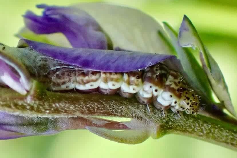 Lemon Flat-body (Hypercallia citrinalis) photographed in Kent by Olly Bournat