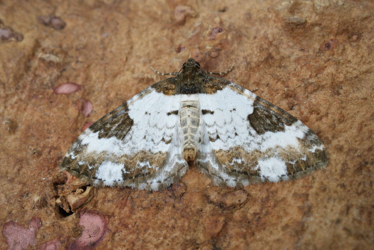 Pretty Chalk Carpet (Melanthia procellata) photographed in Kent by Dave Shenton 