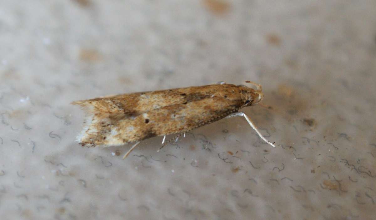 Gorse Crest (Brachmia blandella) photographed in Kent by Dave Shenton 