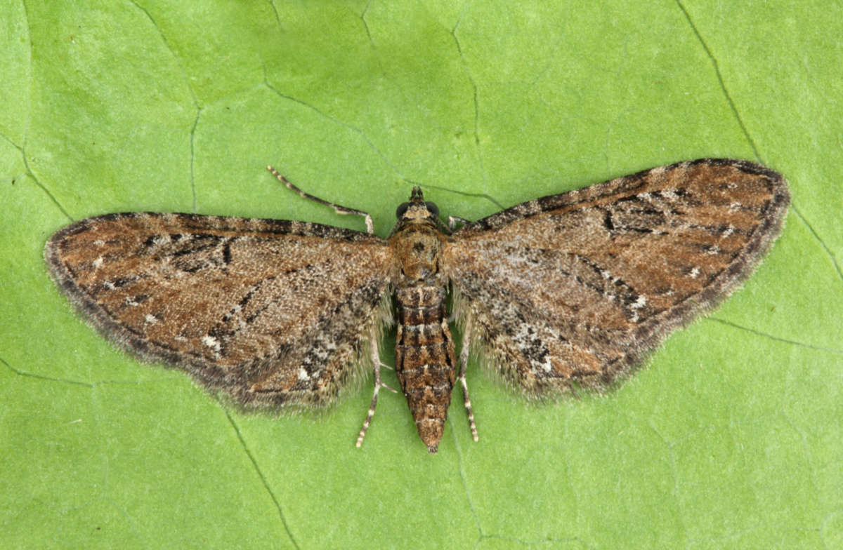 Common Pug (Eupithecia vulgata) photographed at Boughton-under-Blean by Peter Maton 