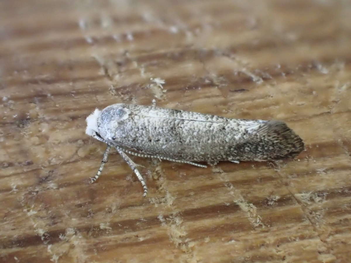 Birch Ermine (Swammerdamia caesiella) photographed at Hothfield Heathlands  by Dave Shenton 