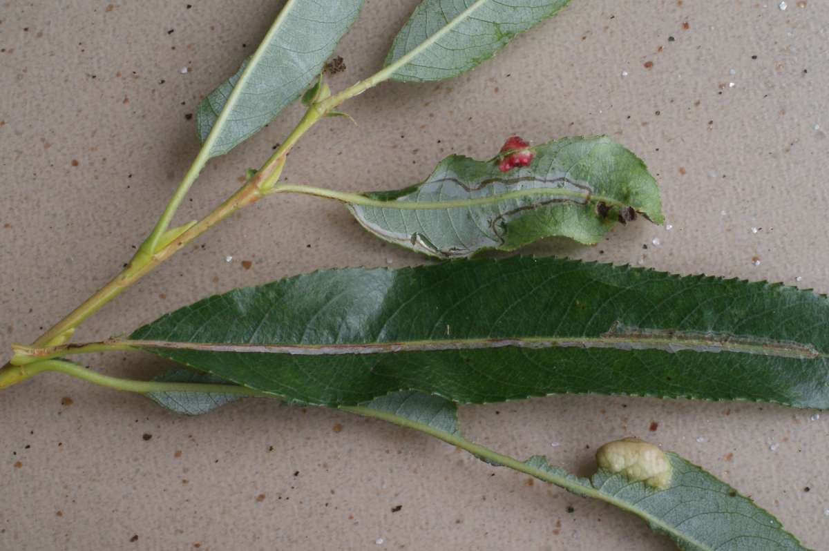 Willow Bent-wing (Phyllocnistis saligna) photographed at Canterbury  by Dave Shenton 