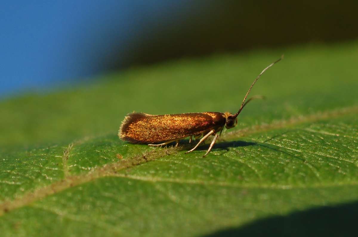 Copper Ermel (Roeslerstammia erxlebella) photographed in Kent by Antony Wren 