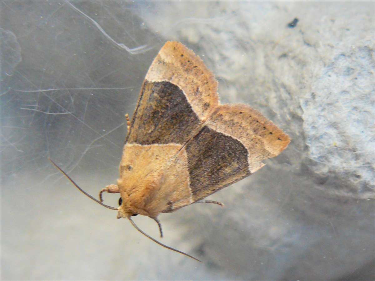 Dun-bar (Cosmia trapezina) photographed at Denge Woods  by Fred Butcher