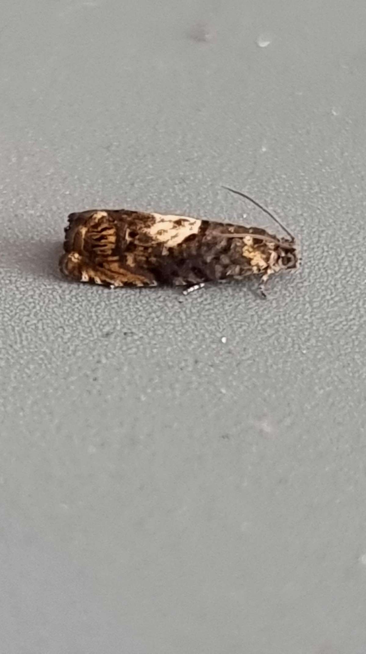 Ash-bark Piercer (Pammene suspectana) photographed at Ashford  by Leonard Cooper