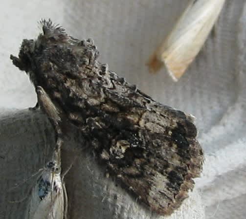 Latreille's Latin (Callopistria latreillei) photographed in Kent by Carol Strafford 