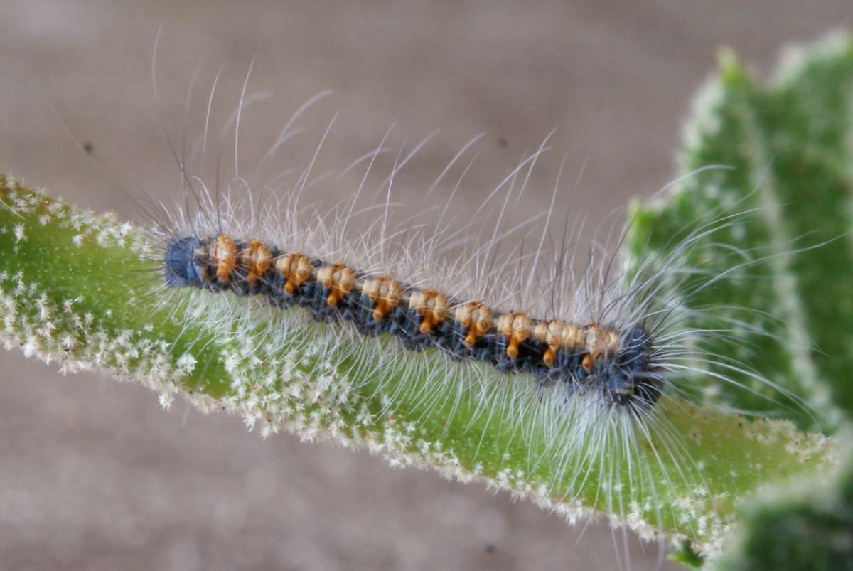 Oak Eggar (Lasiocampa quercus) photographed in Kent by Dave Shenton 