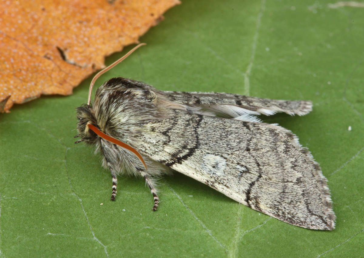 Yellow Horned (Achlya flavicornis) photographed at Boughton-under-Blean  by Peter Maton