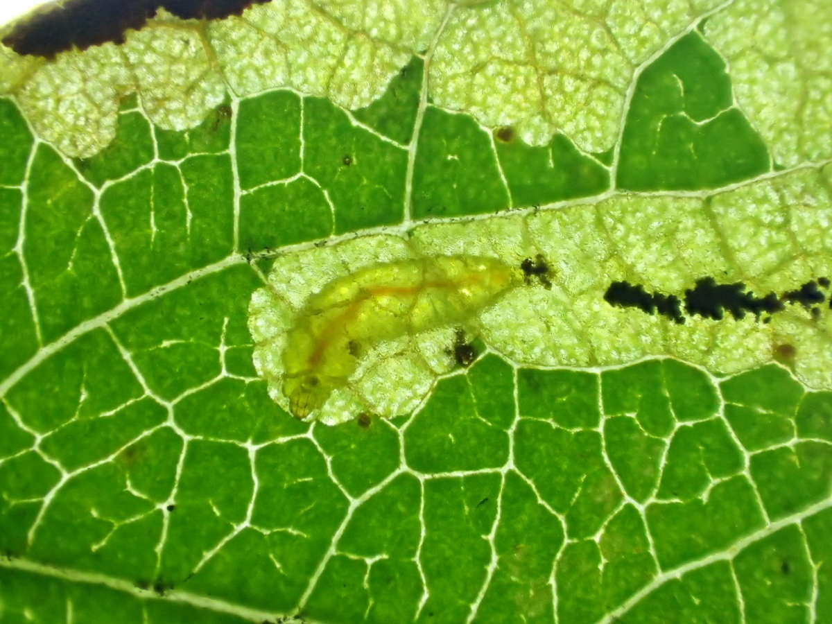 Purple-shot Pigmy (Stigmella regiella) photographed in Kent by Dave Shenton