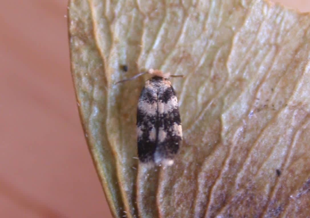 Maple-seed Pigmy (Ectoedemia louisella) photographed in Kent by Ian Roberts