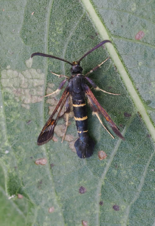 Sallow Clearwing (Synanthedon flaviventris) photographed in Kent by Barry Wright 