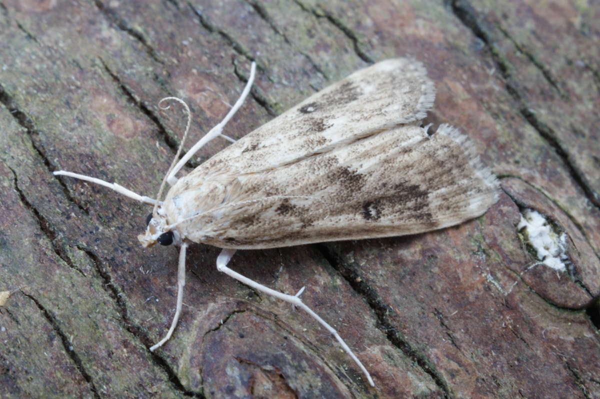 Ringed China-mark (Parapoynx stratiotata) photographed at Aylesham  by Dave Shenton 