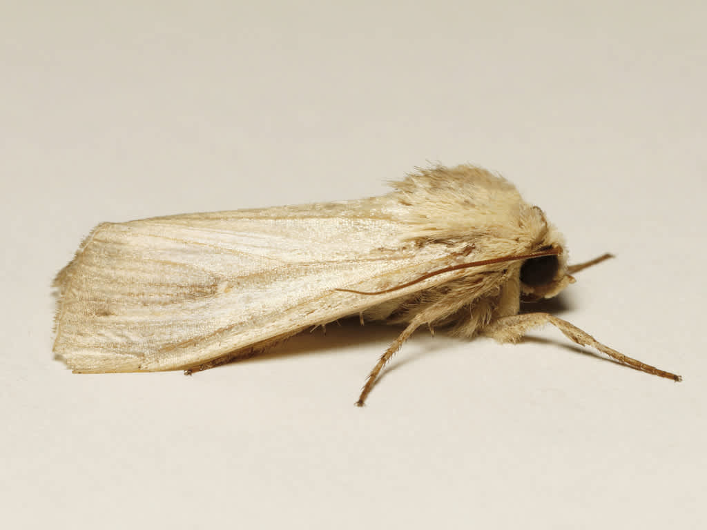 The Cosmopolitan (Leucania loreyi) photographed in Kent by David Beadle 