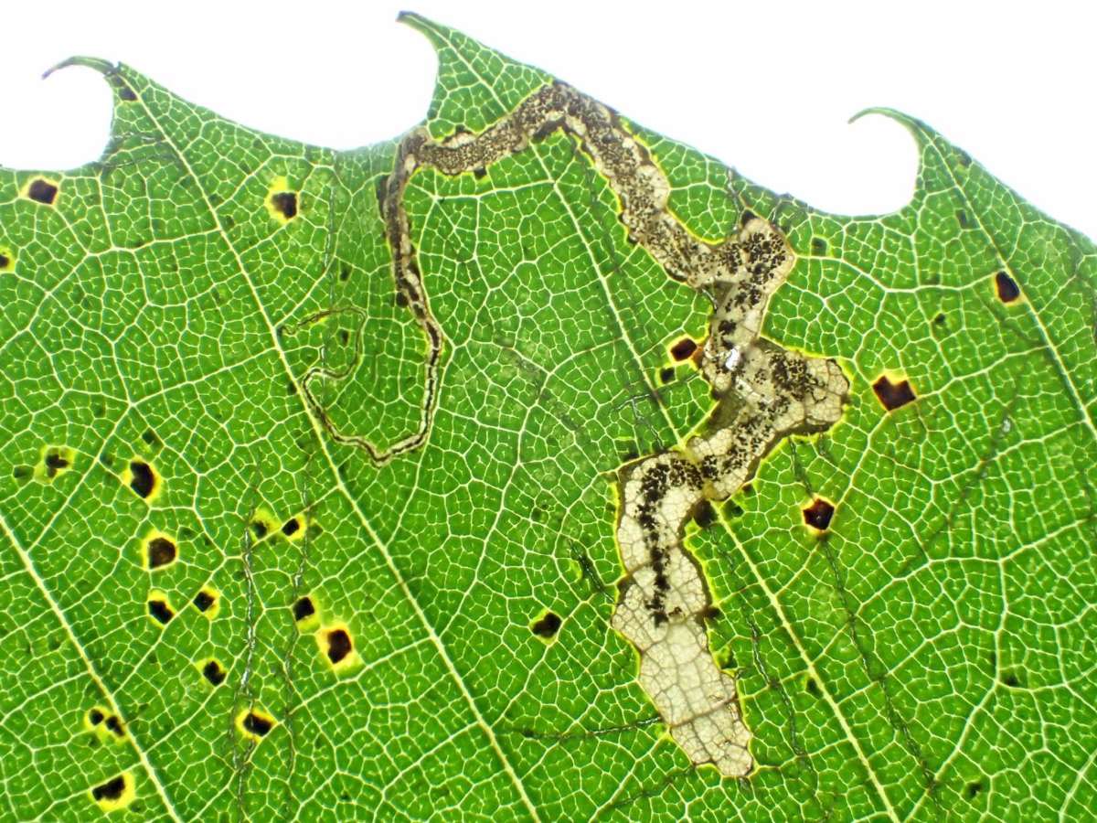 Chestnut Pigmy (Stigmella samiatella) photographed in Kent by Dave Shenton 