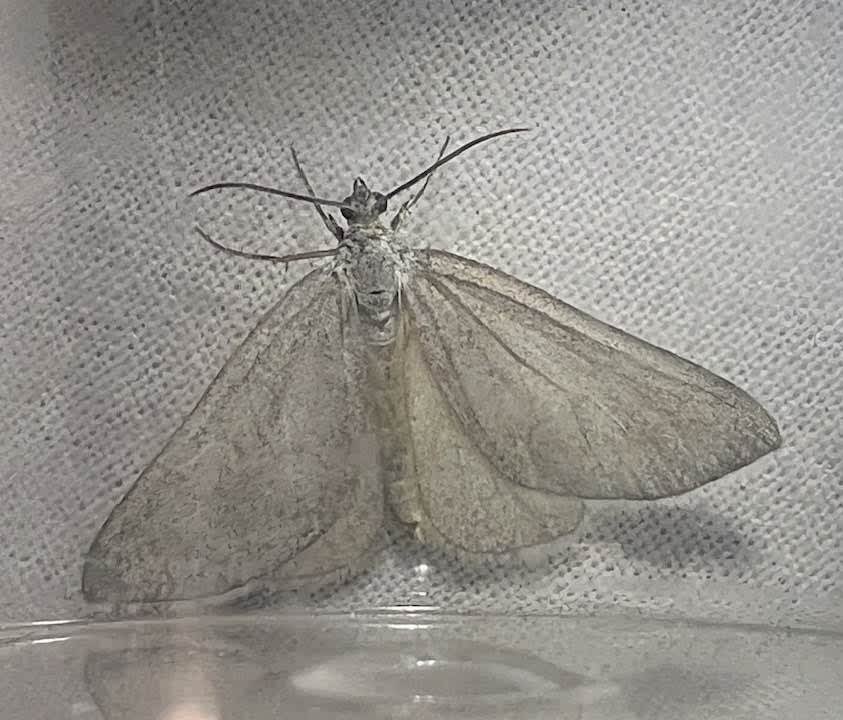 Grey Carpet (Lithostege griseata) photographed in Kent by Adrian Preston