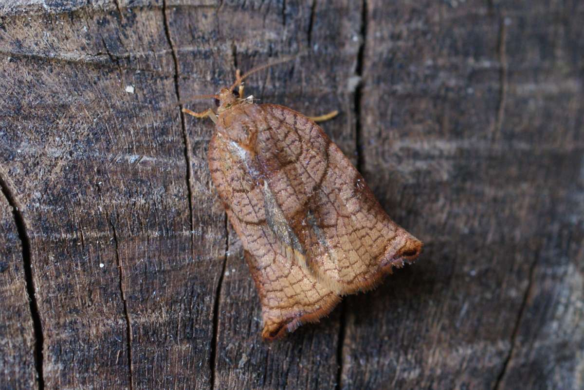 Large Fruit-tree Tortrix (Archips podana) photographed at Aylesham  by Dave Shenton 