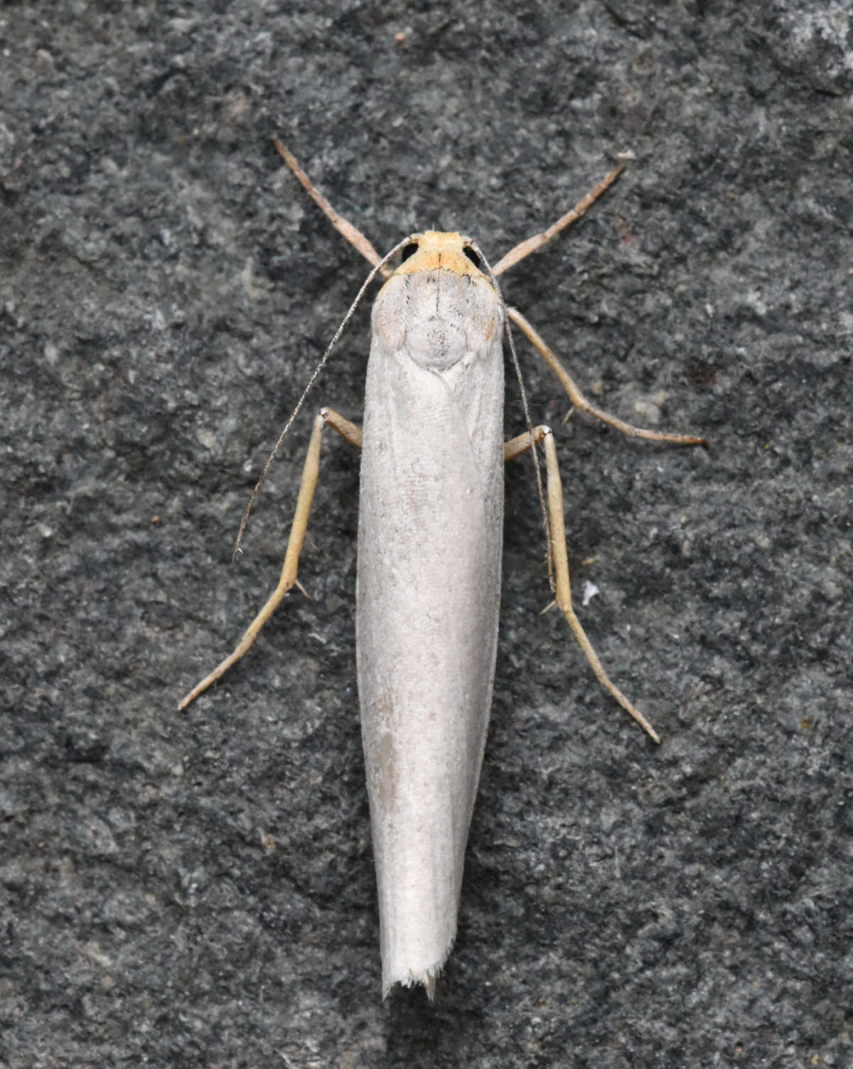 Hoary Footman (Eilema caniola) photographed in Kent by Ross Newham 