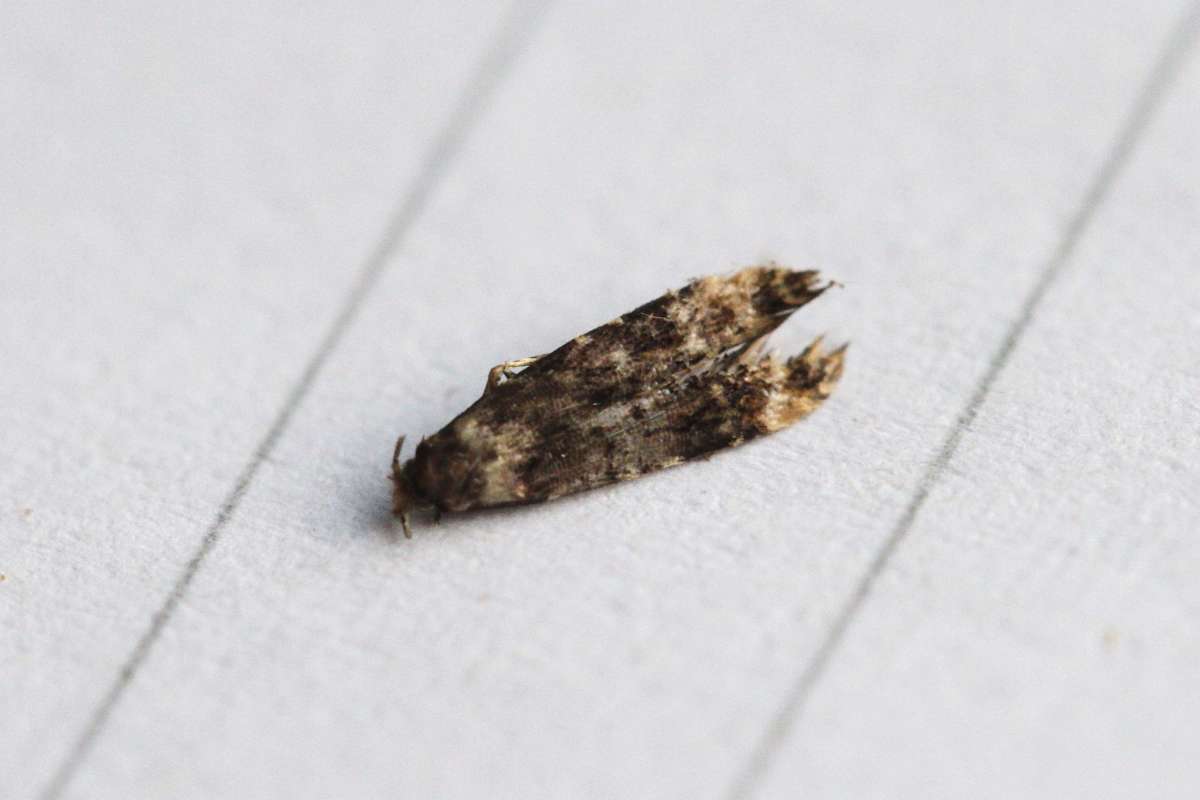 Barred Brown Clothes Moth (Stenoptinea cyaneimarmorella) photographed in Kent by Josh Jones 